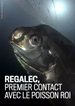 Régalec Premiers Contacts avec le Poisson Roi