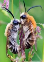 Les Abeilles Sauvages