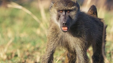 Serengeti - La grande cavalcade des animaux Un paradis en feu