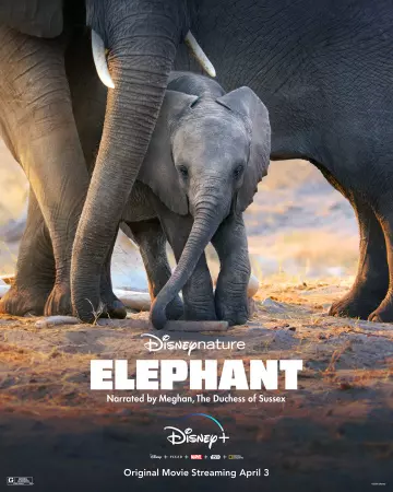 Elephant  [WEB-DL 1080p] - MULTI (FRENCH)