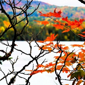 Andrei Krylov - Autumn Fantasy Music for Medieval Lute, Celtic Violin, Folk Flute & Guitar  [Albums]